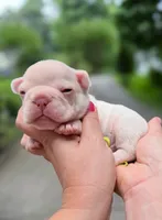 Female Platinum French Bulldog Puppy DOB 06.09.2026, a female French Bulldog for sale in Cumming, GA – 3 of 4