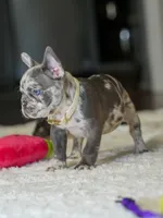 Female Lilac Merle DOB 04.27.2026 | French bulldog puppy, a female French Bulldog for sale in Cumming, GA – 4 of 10