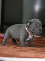Female Blue DOB 05.18.2026 | French bulldog puppy, a female French Bulldog for sale in Cumming, GA – 6 of 8