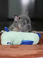 Male Blue Tan DOB 05.18.2026 | French bulldog puppy, a male French Bulldog for sale in Cumming, GA – 1 of 10