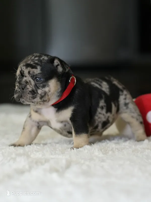 Female Black Merle DOB 05.22.2026 | French bulldog puppy – French Bulldog puppy for sale in Cumming, GA