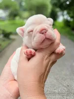 Male Cream French Bulldog Puppy DOB 06.09.2026, a male French Bulldog for sale in Cumming, GA – 4 of 6