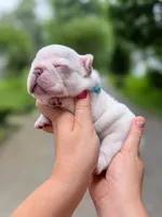 Male Cream French Bulldog Puppy DOB 06.09.2026, a male French Bulldog for sale in Cumming, GA – 2 of 6