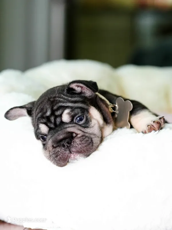 Female Chocolate Tan DOB 05.22.2026 | French bulldog puppy – French Bulldog puppy for sale in Cumming, GA