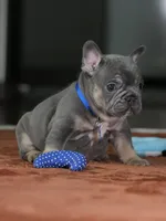 Male Blue Tan DOB 05.18.2026 | French bulldog puppy, a male French Bulldog for sale in Cumming, GA – 10 of 10