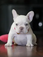 Female Cream DOB 04.27.2026 | French bulldog puppy, a female French Bulldog for sale in Cumming, GA – 8 of 9