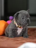 Female Blue DOB 05.18.2026 | French bulldog puppy, a female French Bulldog for sale in Cumming, GA – 7 of 8