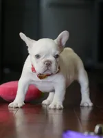 Female Cream DOB 04.27.2026 | French bulldog puppy, a female French Bulldog for sale in Cumming, GA – 2 of 9