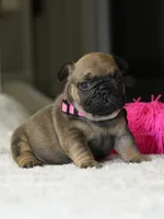 Female Fawn DOB 05.22.2026 | French bulldog puppy, a female French Bulldog for sale in Cumming, GA – 7 of 10