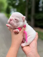 Female Platinum French Bulldog Puppy DOB 06.09.2026, a female French Bulldog for sale in Cumming, GA – 1 of 4