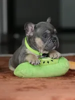 Male Blue Tan DOB 05.18.2026 | French bulldog puppy, a male French Bulldog for sale in Cumming, GA – 5 of 8