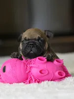 Female Fawn DOB 05.22.2026 | French bulldog puppy, a female French Bulldog for sale in Cumming, GA – 6 of 10