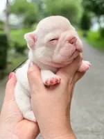 Male Cream French Bulldog Puppy DOB 06.09.2026, a male French Bulldog for sale in Cumming, GA – 5 of 6