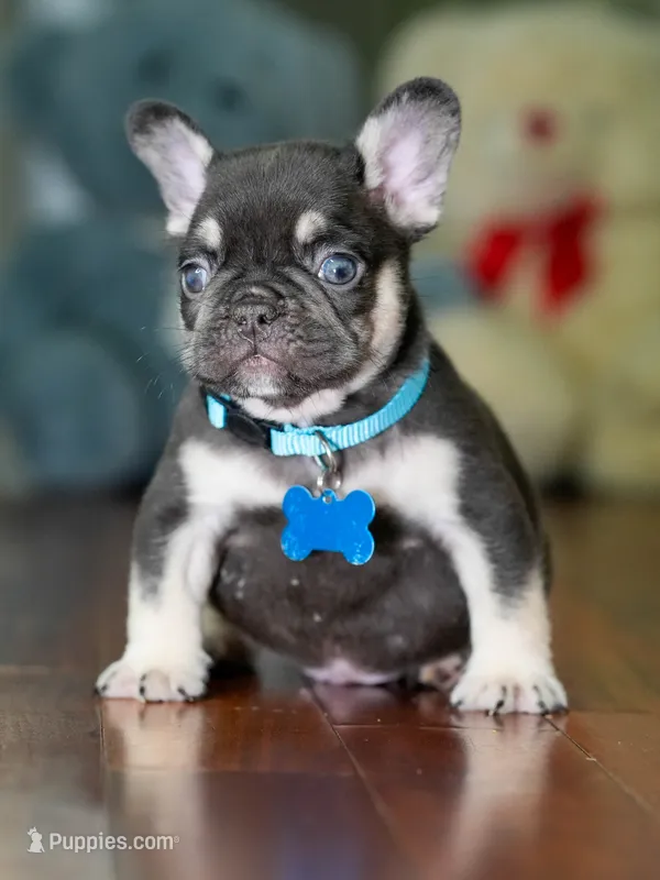 Male Chocolate Tan DOB 05.22.2026 | French bulldog puppy – French Bulldog puppy for sale in Cumming, GA