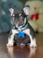 Male Chocolate Tan DOB 05.22.2026 | French bulldog puppy, a male French Bulldog for sale in Cumming, GA – 1 of 8