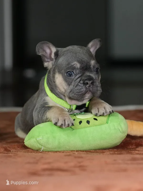 Male Blue Tan DOB 05.18.2026 | French bulldog puppy – French Bulldog puppy for sale in Cumming, GA