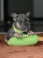 Male Blue Tan DOB 05.18.2026 | French bulldog puppy, a male French Bulldog for sale in Cumming, GA – 1 of 8
