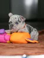 Female Lilac Merle DOB 05.18.2026 | French bulldog puppy, a female French Bulldog for sale in Cumming, GA – 7 of 9
