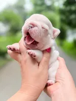 Male Cream French Bulldog Puppy DOB 06.09.2026, a male French Bulldog for sale in Cumming, GA – 6 of 6