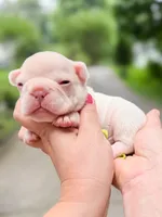Platinum French Bulldog Boy DOB 06.09.2026, a female French Bulldog for sale in Cumming, GA – 4 of 7