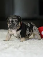 Female Black Merle DOB 05.22.2026 | French bulldog puppy, a female French Bulldog for sale in Cumming, GA – 7 of 8