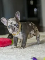 Female Lilac Merle DOB 04.27.2026 | French bulldog puppy, a female French Bulldog for sale in Cumming, GA – 7 of 10
