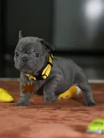 Female Blue DOB 05.18.2026 | French bulldog puppy, a female French Bulldog for sale in Cumming, GA – 3 of 10
