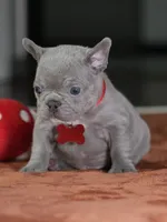 Female Lilac DOB 05.18.2026 | French bulldog puppy, a female French Bulldog for sale in Cumming, GA – 2 of 9