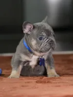Male Blue Tan DOB 05.18.2026 | French bulldog puppy, a male French Bulldog for sale in Cumming, GA – 7 of 10