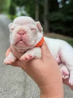 Platinum French Bulldog Girl DOB 06.09.2026, a female French Bulldog for sale in Cumming, GA – 1 of 7
