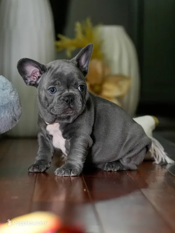 Female Blue DOB 05.18.2026 | French bulldog puppy – French Bulldog puppy for sale in Cumming, GA