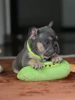 Male Blue Tan DOB 05.18.2026 | French bulldog puppy, a male French Bulldog for sale in Cumming, GA – 4 of 8
