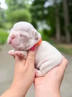 Platinum French Bulldog Girl DOB 06.09.2026, a female French Bulldog for sale in Cumming, GA – 2 of 7