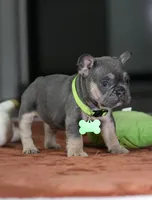 Male Blue Tan DOB 05.18.2026 | French bulldog puppy, a male French Bulldog for sale in Cumming, GA – 2 of 8