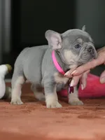 Female Lilac Tan DOB 05.18.2026 | French bulldog puppy, a female French Bulldog for sale in Cumming, GA – 3 of 9