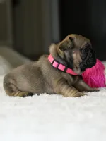 Female Fawn DOB 05.22.2026 | French bulldog puppy, a female French Bulldog for sale in Cumming, GA – 8 of 10