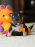 Female Chocolate Tan DOB 05.22.2026 | French bulldog puppy, a female French Bulldog for sale in Cumming, GA – 5 of 8