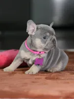 Female Lilac Tan DOB 05.18.2026 | French bulldog puppy, a female French Bulldog for sale in Cumming, GA – 7 of 9