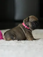Female Fawn DOB 05.22.2026 | French bulldog puppy, a female French Bulldog for sale in Cumming, GA – 10 of 10