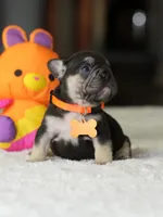 Female Chocolate Tan DOB 05.22.2026 | French bulldog puppy, a female French Bulldog for sale in Cumming, GA – 3 of 8
