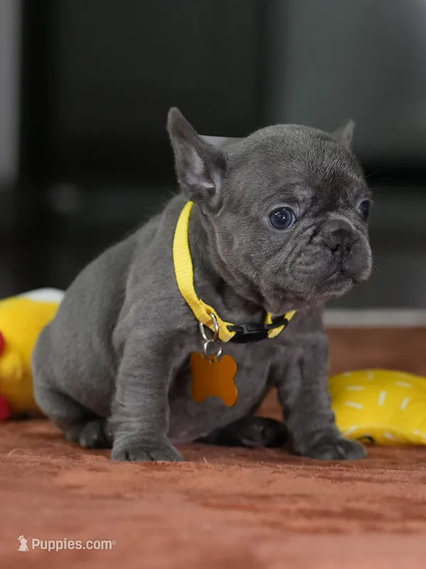 Female Blue DOB 05.18.2026 | French bulldog puppy – French Bulldog puppy for sale in Cumming, GA