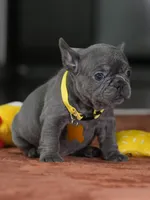 Female Blue DOB 05.18.2026 | French bulldog puppy, a female French Bulldog for sale in Cumming, GA – 1 of 10