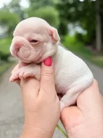 Platinum French Bulldog Boy DOB 06.09.2026, a female French Bulldog for sale in Cumming, GA – 6 of 7