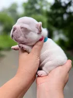 Male Cream French Bulldog Puppy DOB 06.09.2026, a male French Bulldog for sale in Cumming, GA – 3 of 6