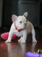 Female Cream DOB 04.27.2026 | French bulldog puppy, a female French Bulldog for sale in Cumming, GA – 5 of 9