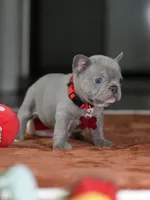 Female Lilac DOB 05.18.2026 | French bulldog puppy, a female French Bulldog for sale in Cumming, GA – 3 of 9
