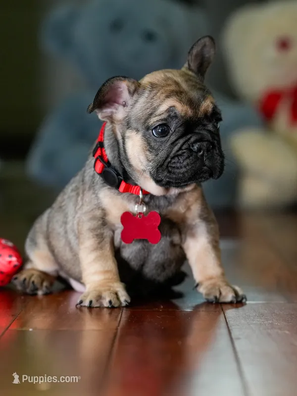 Female Fawn DOB 05.22.2026 | French bulldog puppy – French Bulldog puppy for sale in Cumming, GA