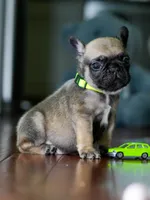 Female Fawn DOB 05.22.2026 | French bulldog puppy, a male French Bulldog for sale in Cumming, GA – 6 of 9