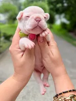 Platinum French Bulldog Boy DOB 06.09.2026, a female French Bulldog for sale in Cumming, GA – 3 of 7