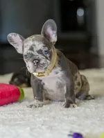 Female Lilac Merle DOB 04.27.2026 | French bulldog puppy, a female French Bulldog for sale in Cumming, GA – 8 of 10